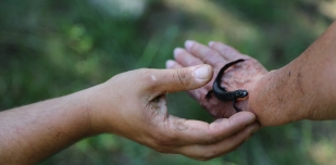 Le Petit Peuple de la mare