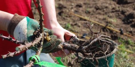 Nos plantations en biodynamie