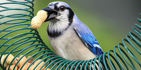 Nouveauté : un atelier nature destiné aux familles pendant les vacances de février !